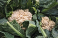 Cauliflower