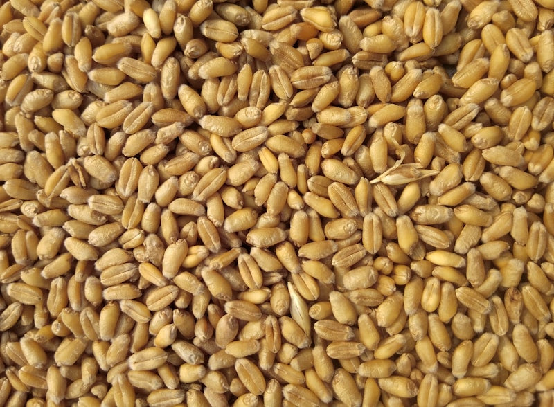 All-Purpose Flour