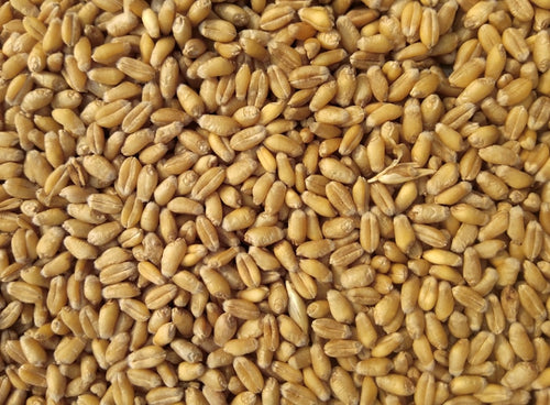 All-Purpose Flour