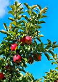 Apple Juice